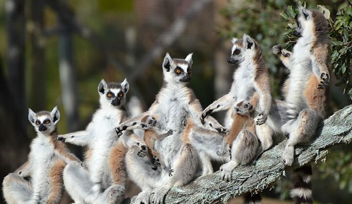 lemures badoca park
