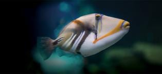 Dia Aberto Professor Oceanário