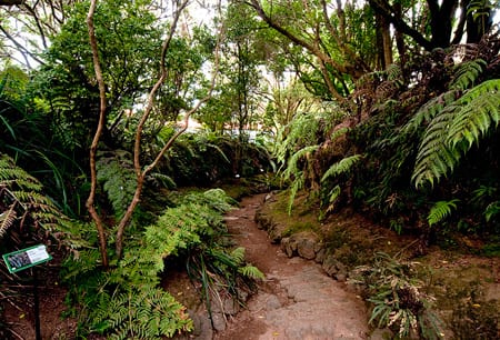 Jardim Botanico do Faial
