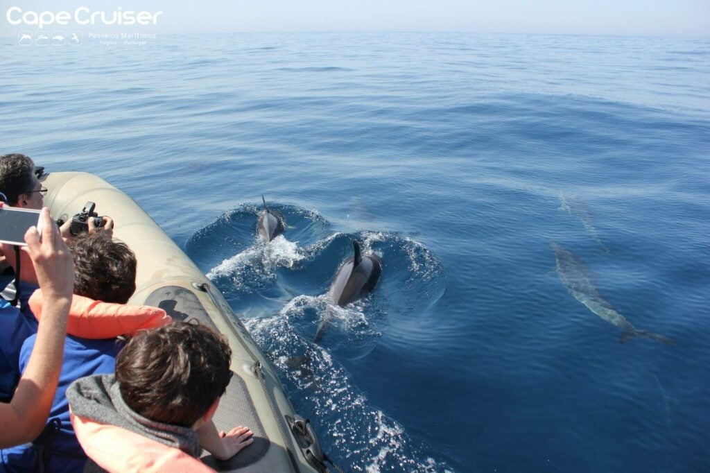 Golfinhos_Cape_Cruiser