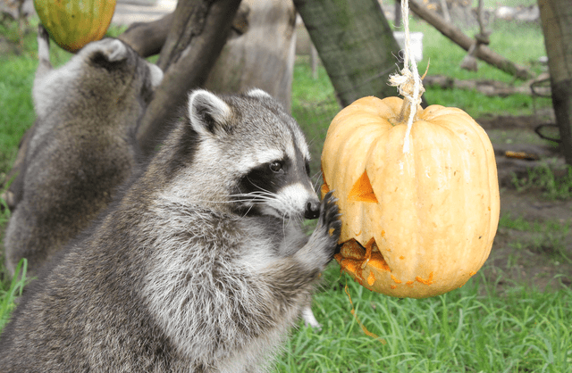 Jardim Zoológico celebra o Halloween