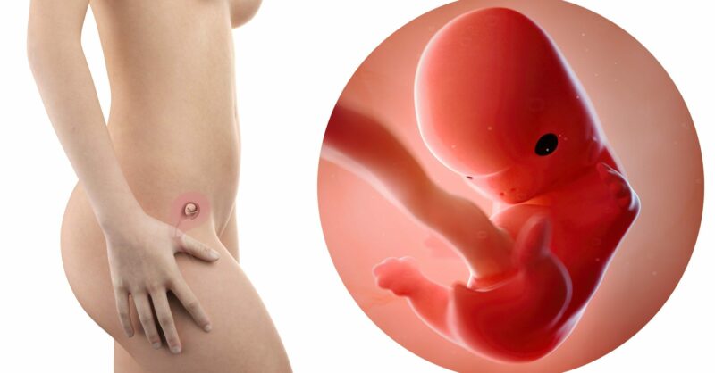 8 semanas de gravidez: desenvolvimento dos órgãos vitais