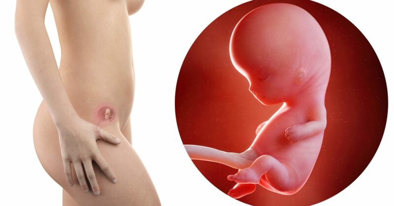 10 semanas de gravidez: reação aos miminhos dos pais!