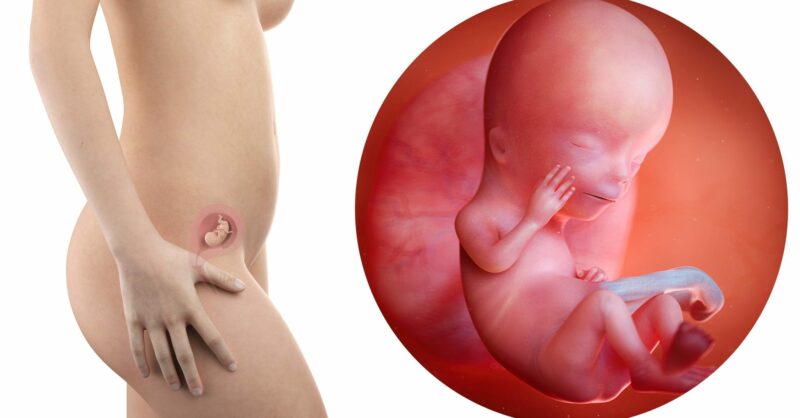 12 semanas de gravidez: cordas vocais, para que vos quero?