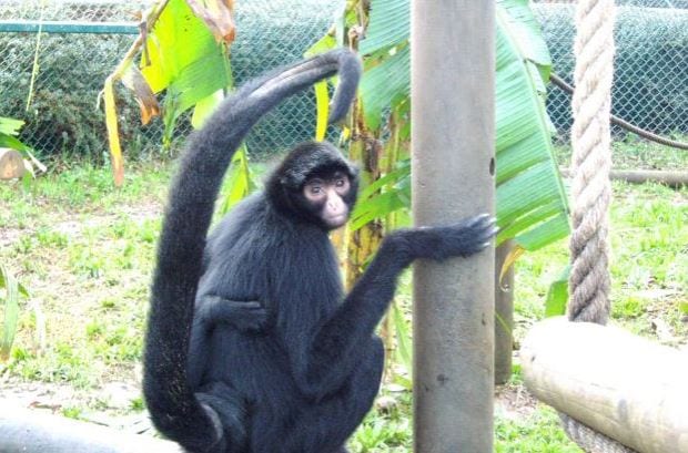 macaco aranha