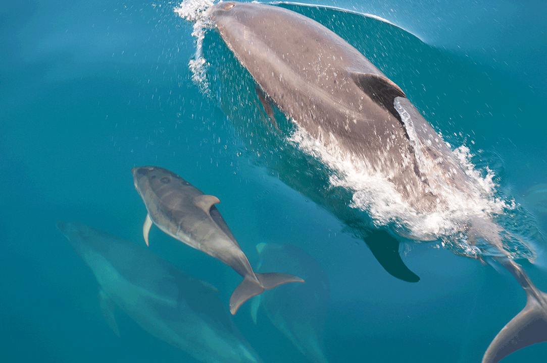 Os golfinhos do Sado