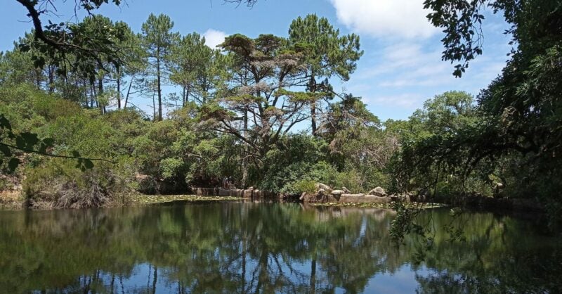 Um Poema para a Floresta