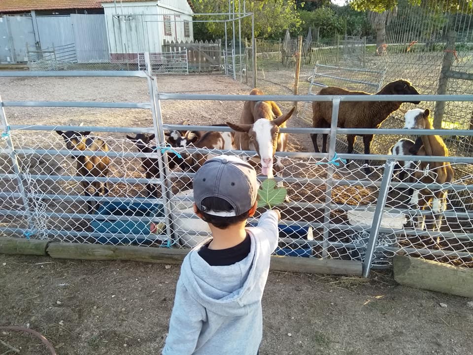 quinta pedagógica monte velho