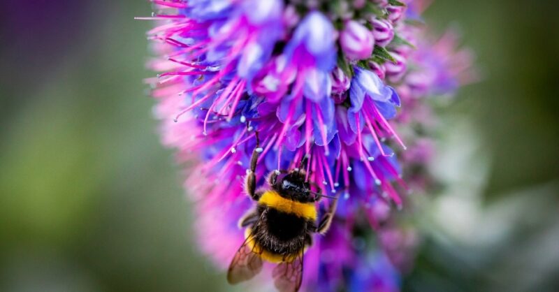 Os produtos da colmeia: o mel, o pólen, a cera das abelhas e a própolis