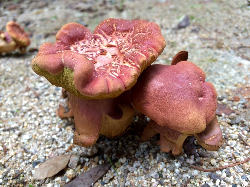 Cogumelos e outros fungos no Parque da Pena